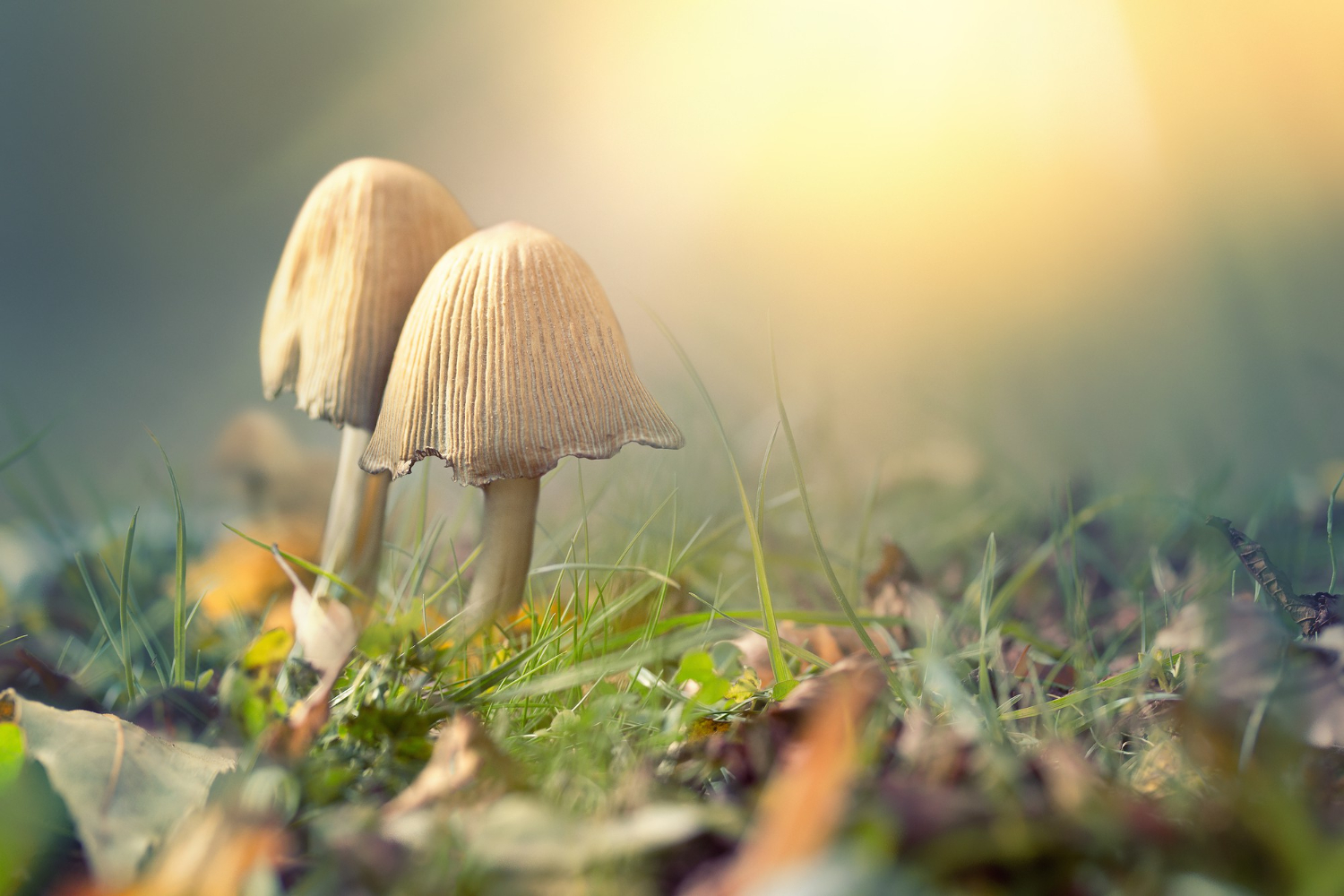 The Remarkable Origin of Magic Mushrooms: Why Fungi Started Producing Psilocybin