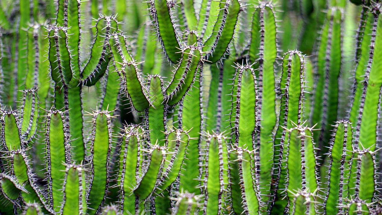 san pedro cactus