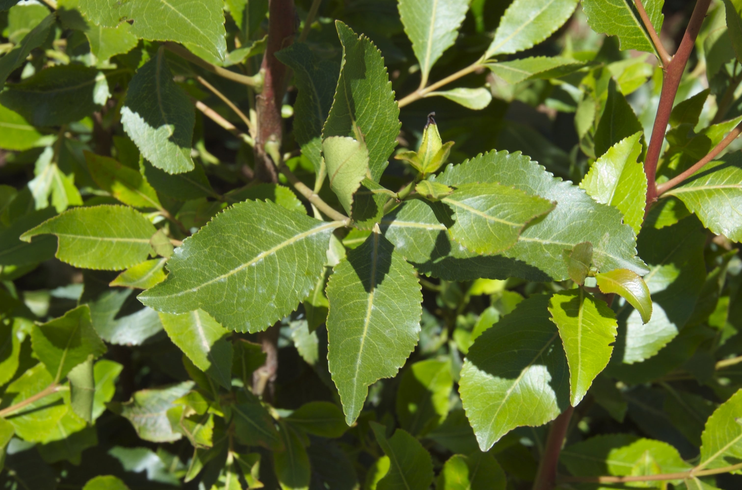 Khat: Everything You Need to Know About Catha Edulis and Khat Seeds