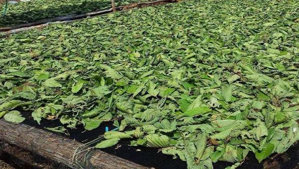 kratom