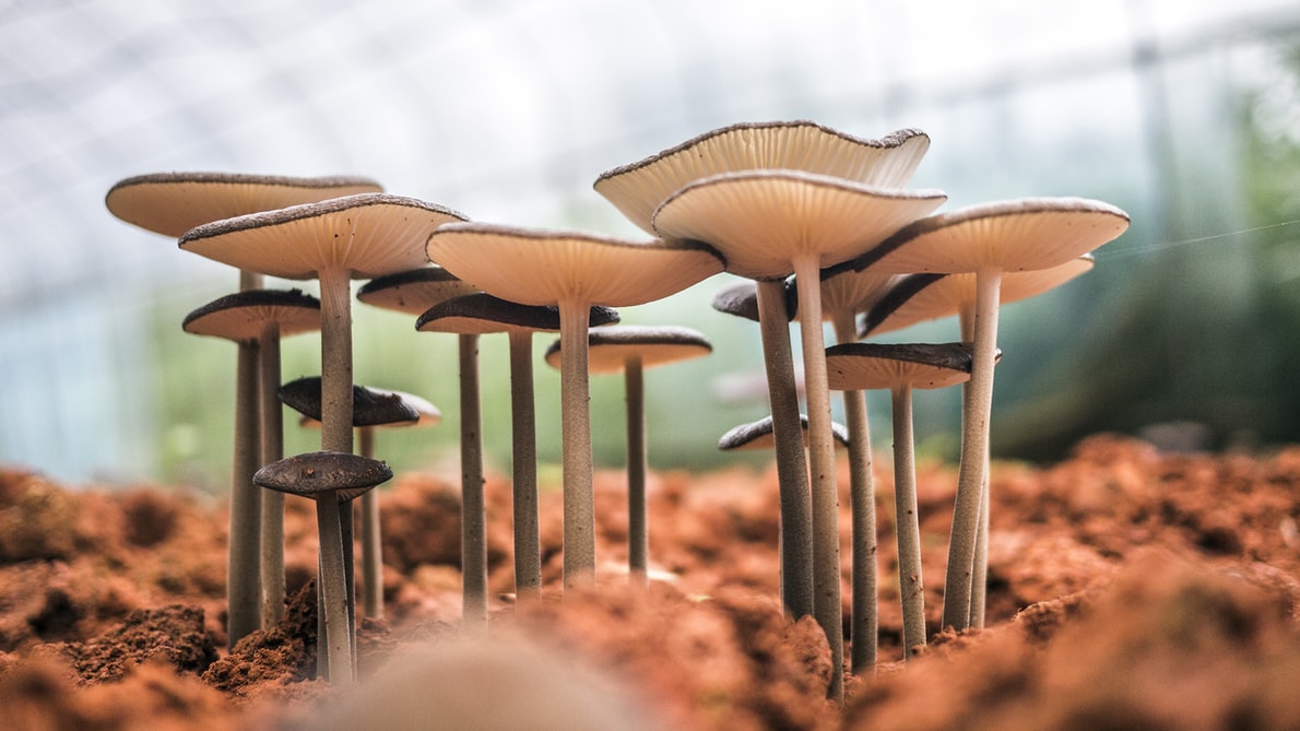 magic mushrooms depression