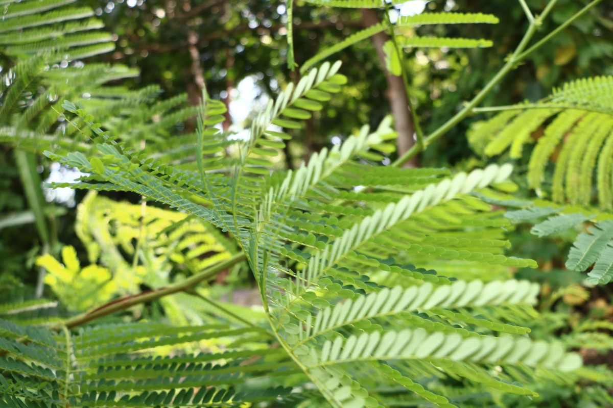What is Mimosa hostilis and what are its effects?