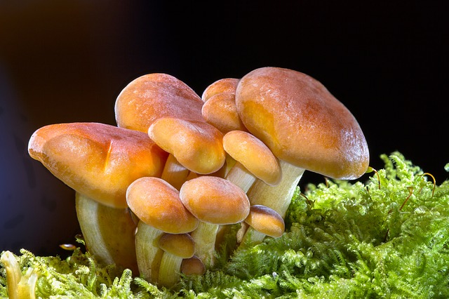 what is a mushroom stopper