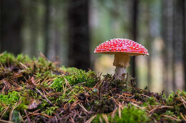 Using magic mushrooms for the first time? Follow these tips for beginners, to enjoy your magic mushroom trips.