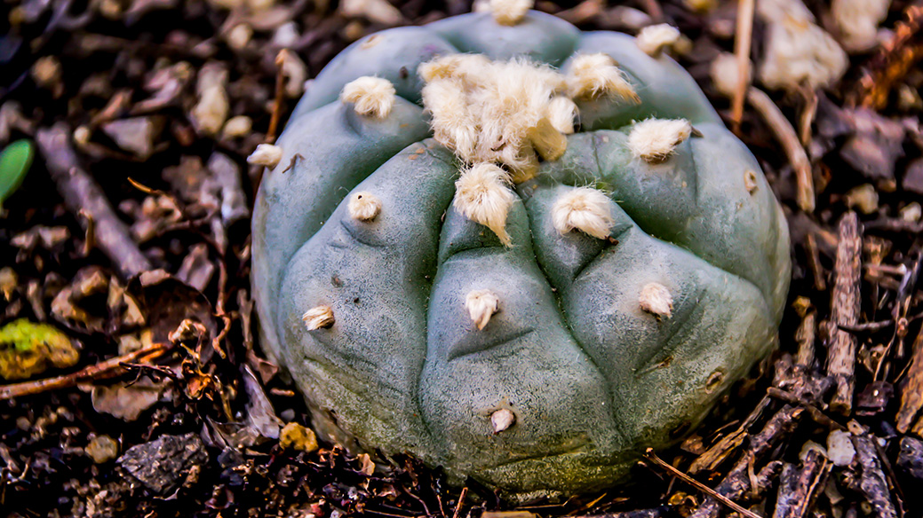 peyote mescaline cactus