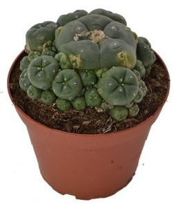 What are the differences between mescaline cacti?