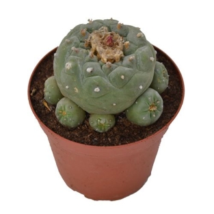 Peyote Decipiens - Lophophora decipiens