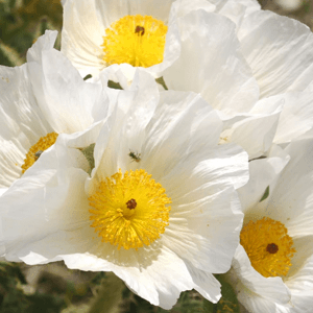 Prickly Poppy 25 gram (Argemone Mexicana)