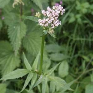 Valeriana officinalis 20 graines- valerian